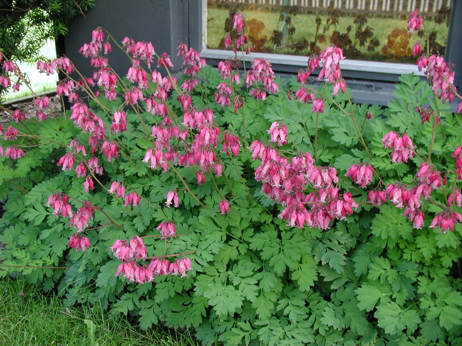 Dicentra formosa 'Luxuriant'